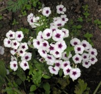 /album/phlox/flox-skalkovy4-jpg/